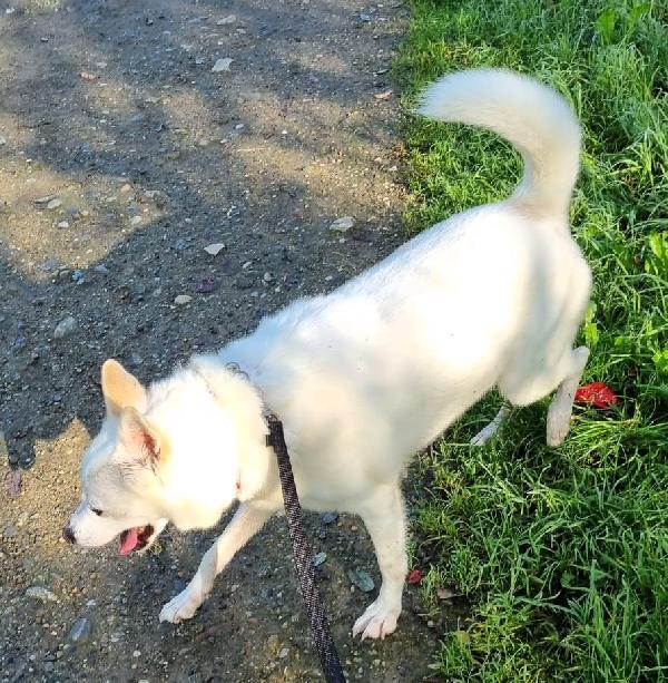 FOX CAGNOLINO CANDIDO Foto 7